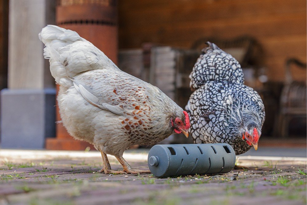 weerstand Verfijnen verontschuldigen Snackroller kippen | Kippenspeelgoed | Eetaccessoires kippen | Pip & Pepper