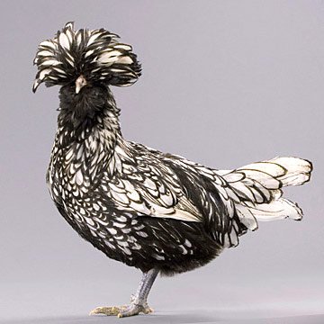 polish frizzle rooster