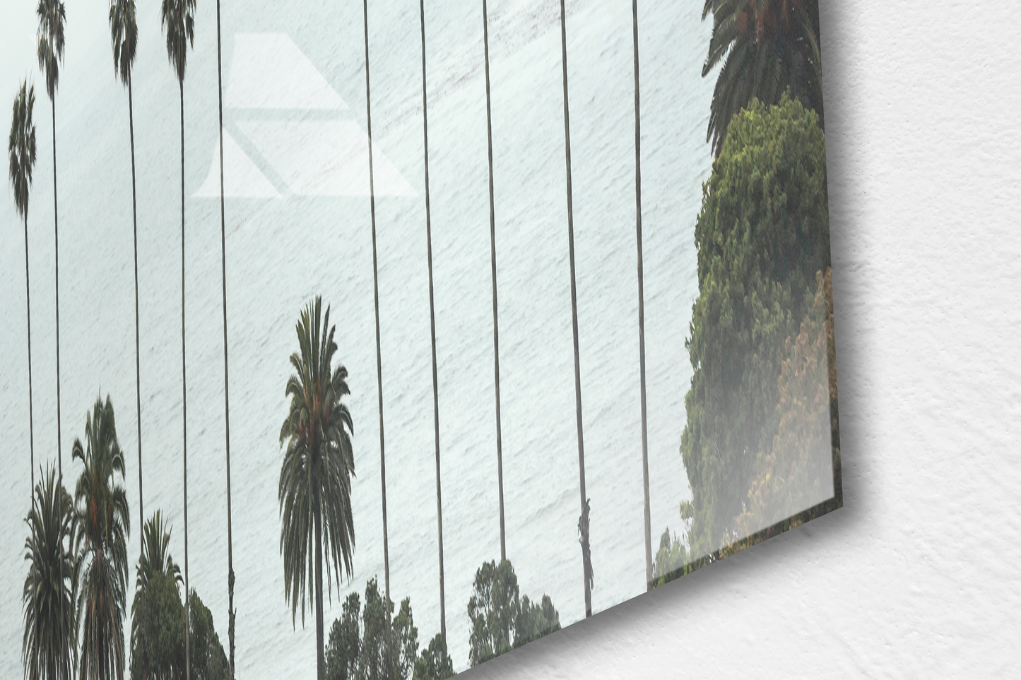 Palm Trees
