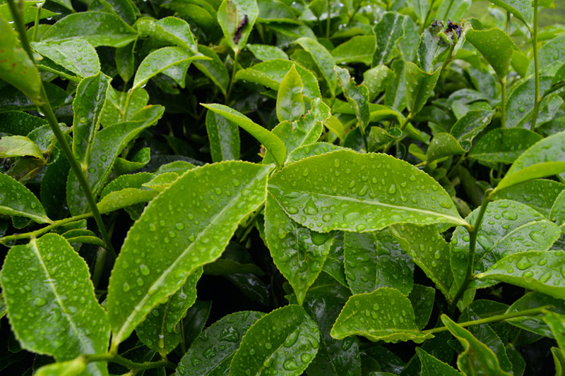 Tea Tree Oil (Melaleuca Alternifolia)