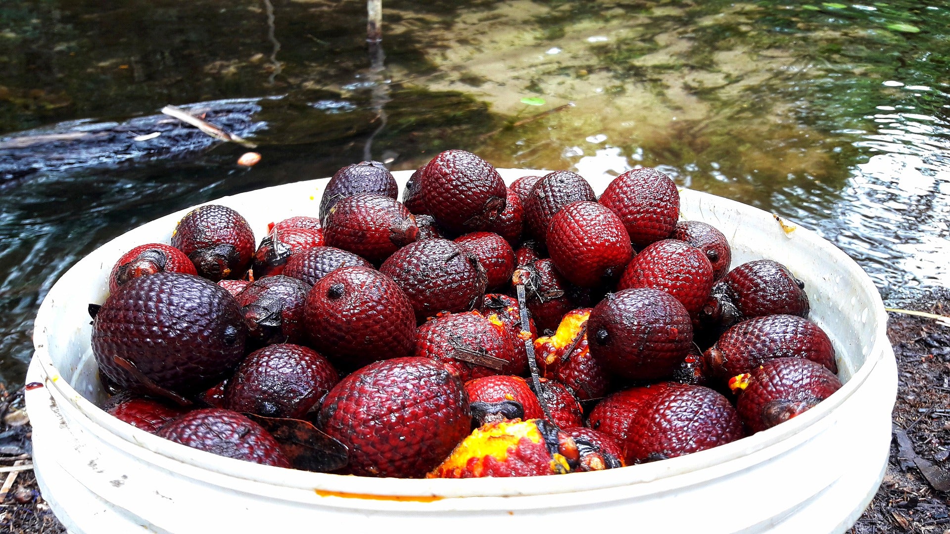 Wild Buriti Oil (Mauritia Flexuosa Fruit Oil)