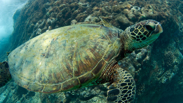 15 Critically Endangered Marine Animals in 2021 | Wave Tribe - Wave Tribe |  Share The Stoke ®