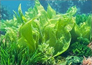 リファスパフォームウォッシュのうるおい成分：緑藻エキス
