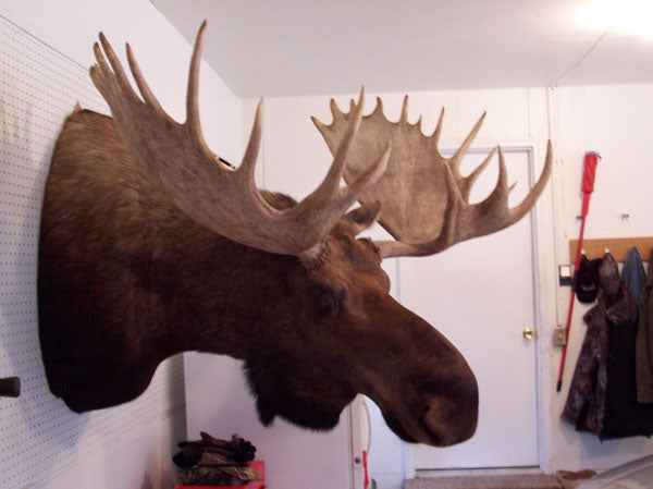 Large moose skull reproduction for shed antlers Horns Deer  Antler Taxidermy 