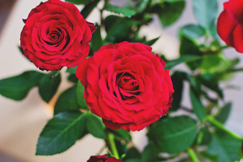 How many different types of roses are there?