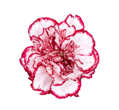 Carnations