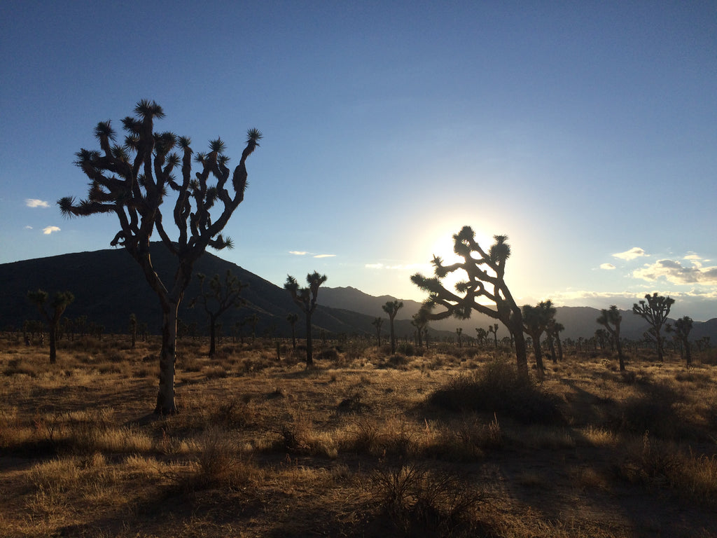 Joshua Tree