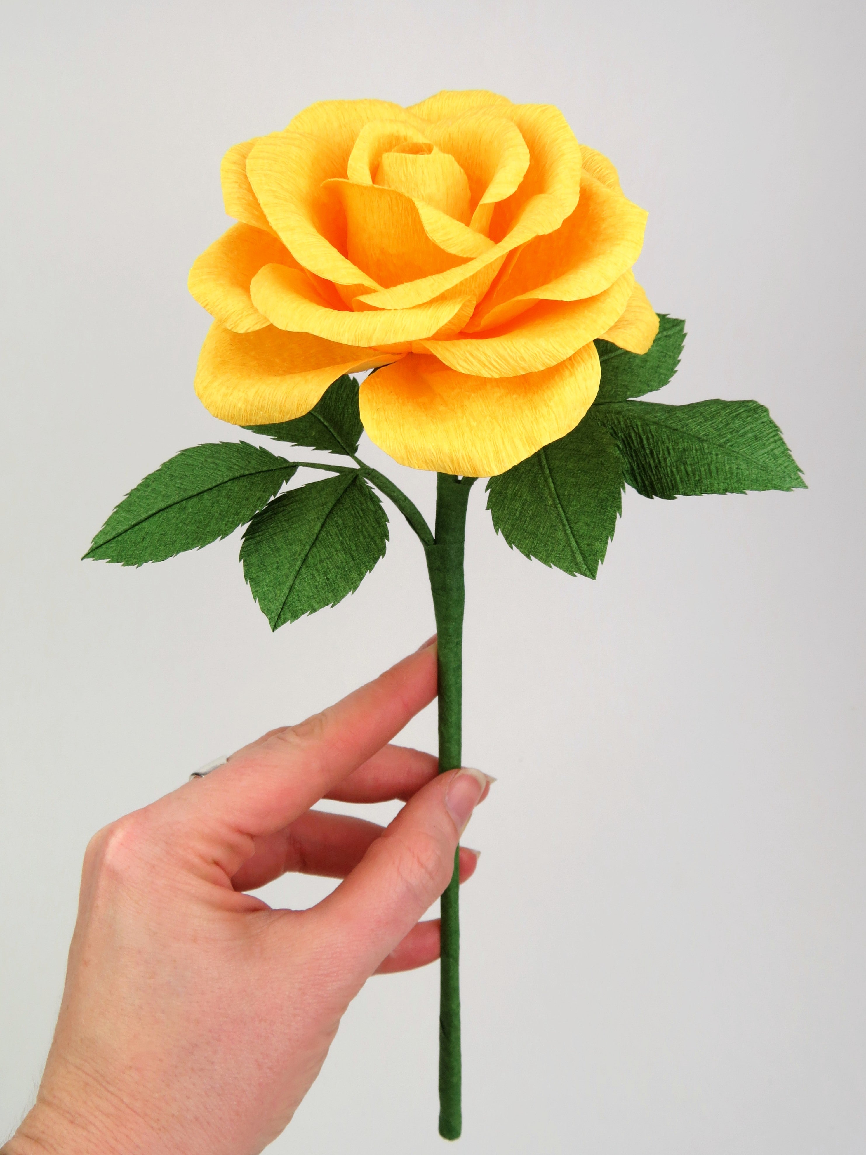 single yellow rose images