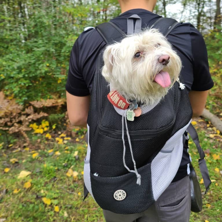 do dogs like carrying backpacks