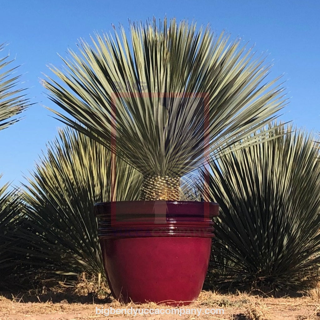 big bend yucca rostrata 3' ft. tree mexican seed collected