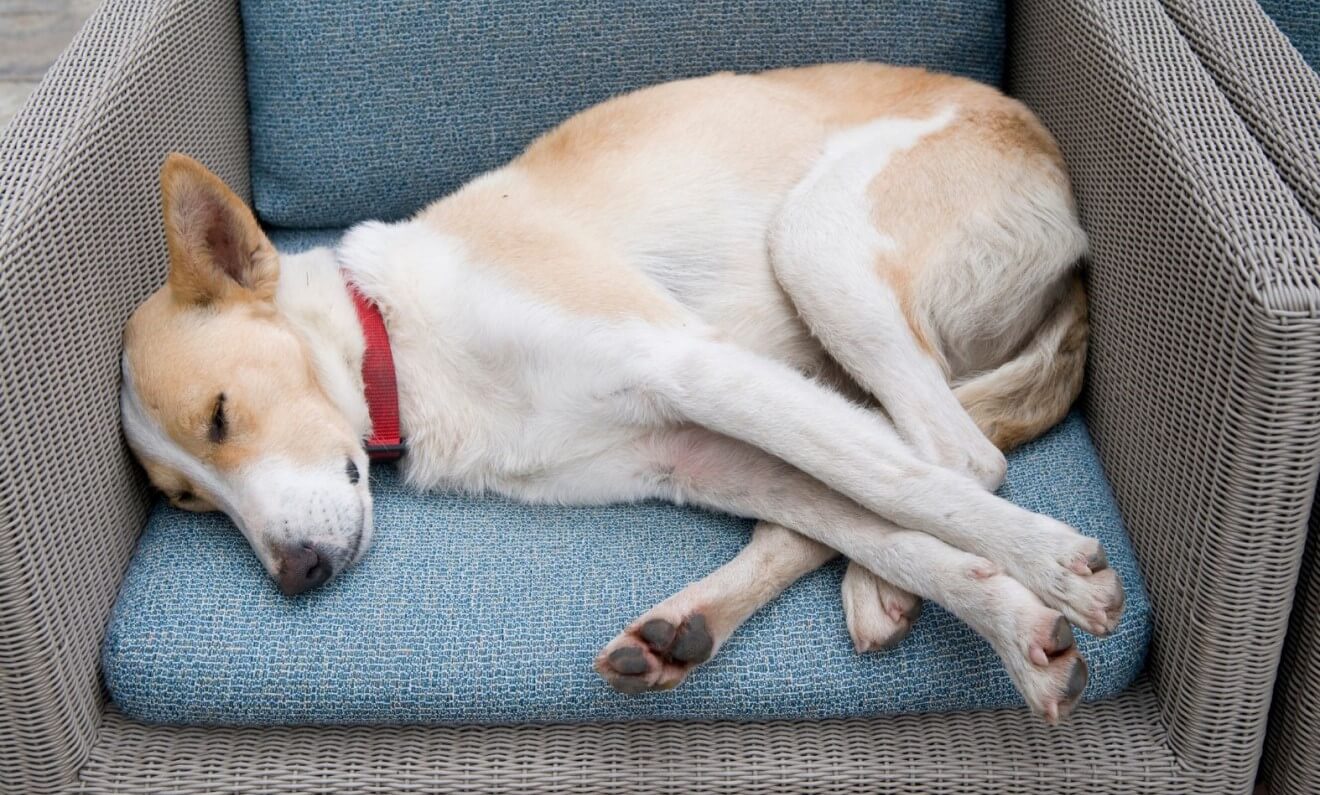 Why Your Dog Sleeps So Long