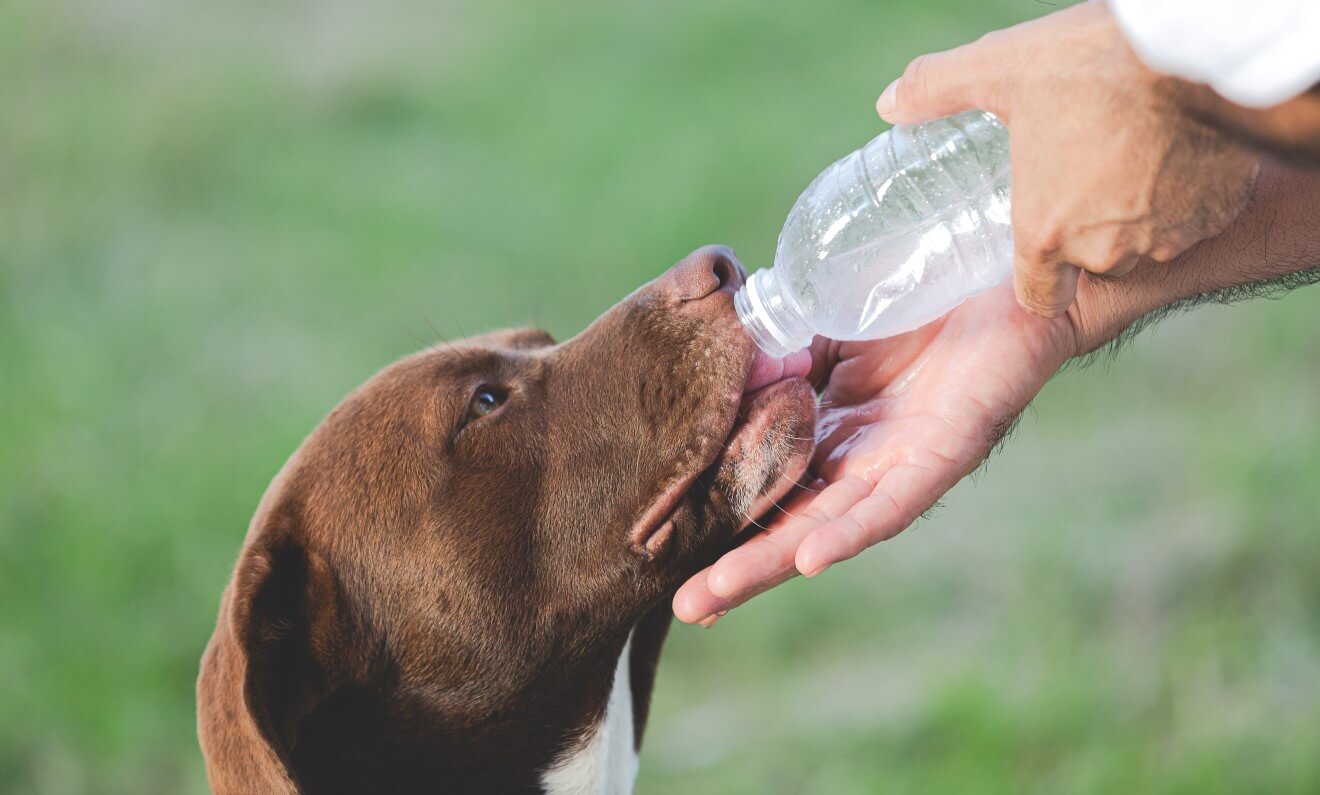 why would a dog drink a lot of water