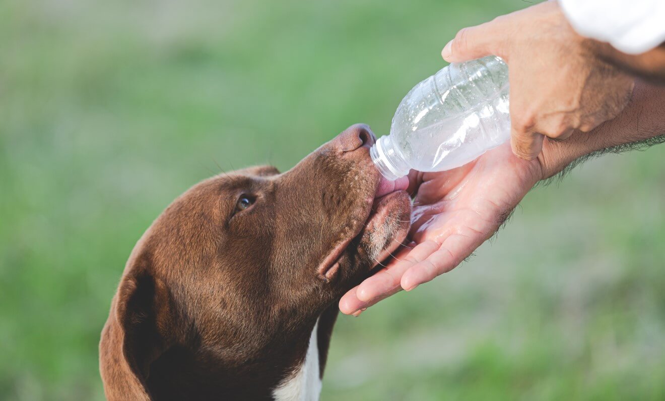 how often should dogs drink water