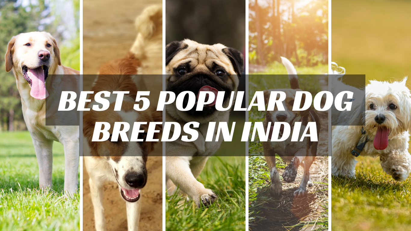 which dog breeds are suitable for indian climate