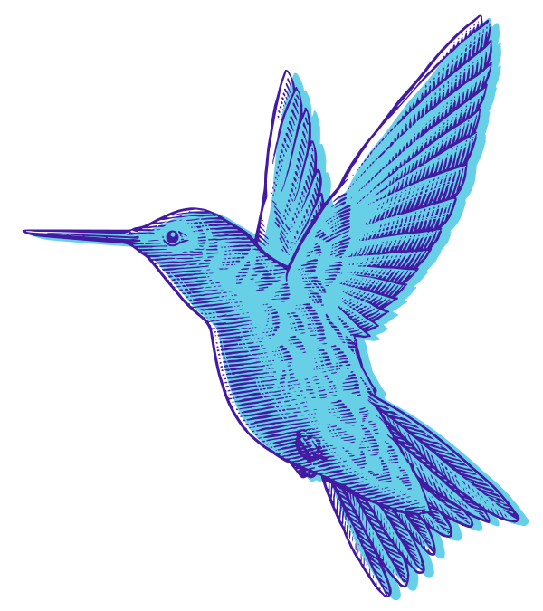 a hummingbird illustration