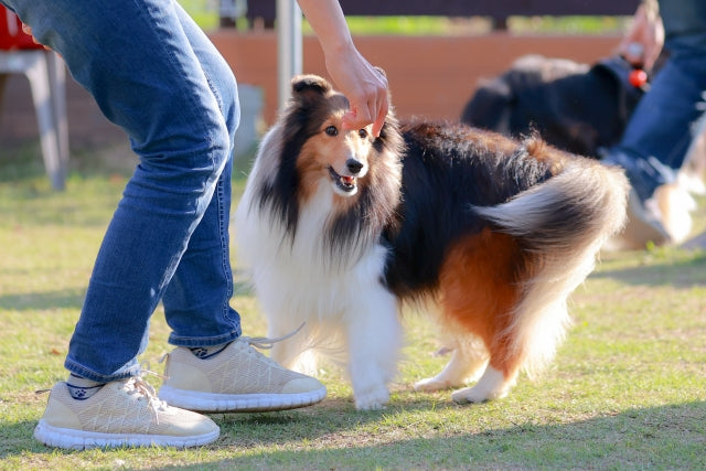 犬 と 触れ合える 神奈川