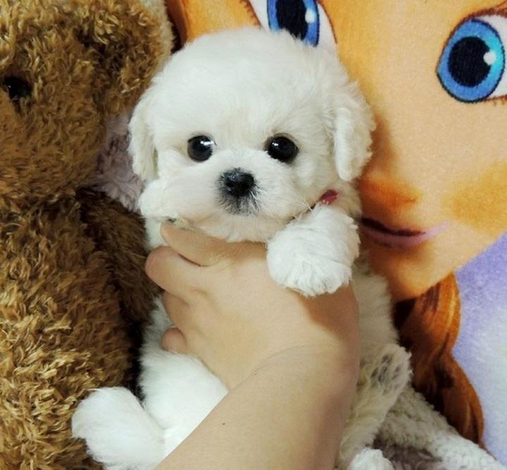 Realistic Teddy Dog - Axelwell