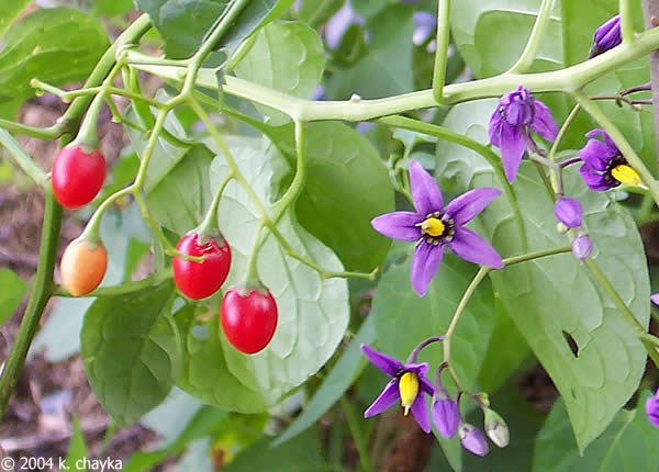Bittersweet Nightshade Seeds - Solanum dulcamara - 50+ seeds/pkt - Org