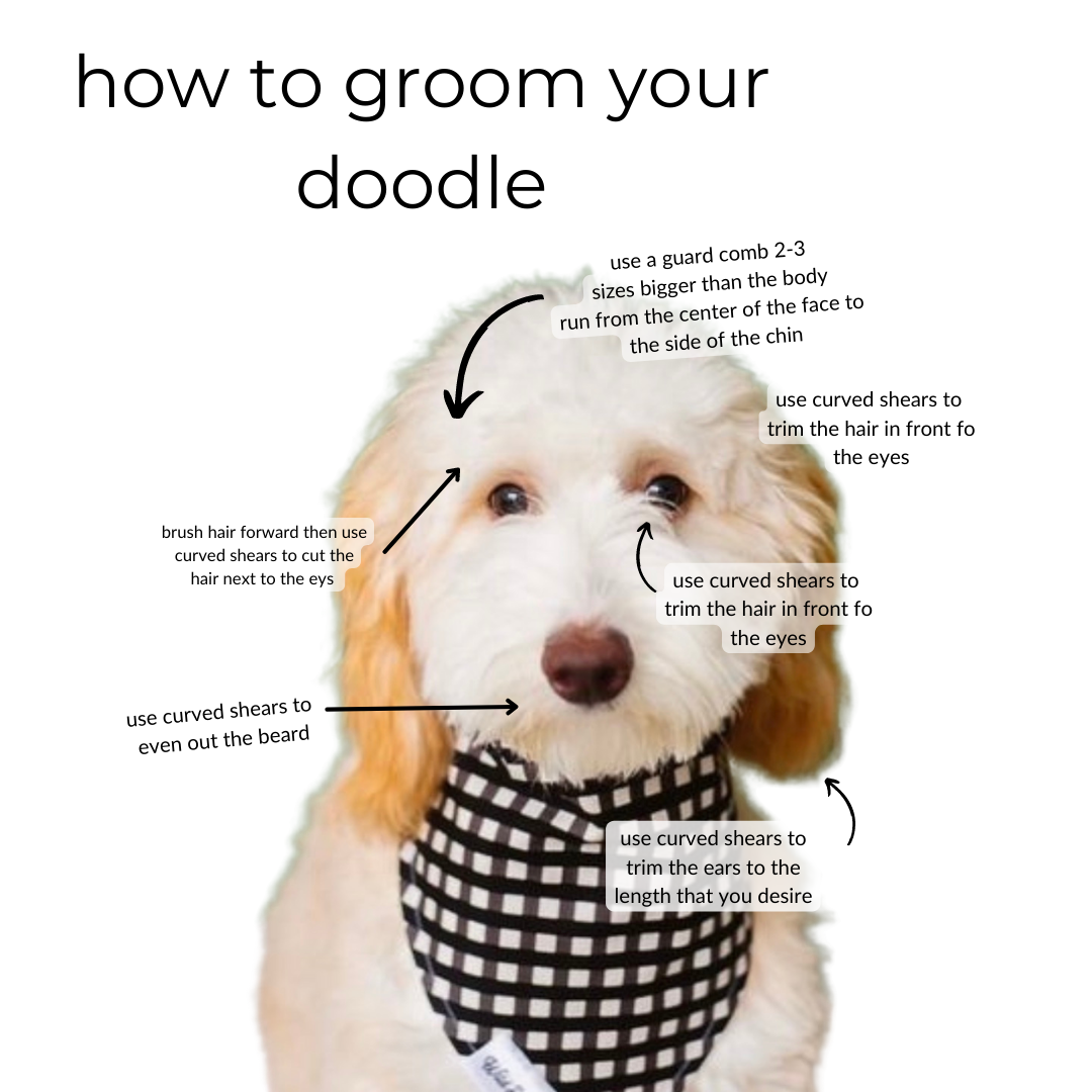 should goldendoodles be trimmed