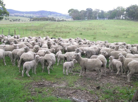 sheeps-wool-amos-and-andes