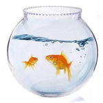 8 INCH Bowl and 2 no's Gold fishes (2 inch )
