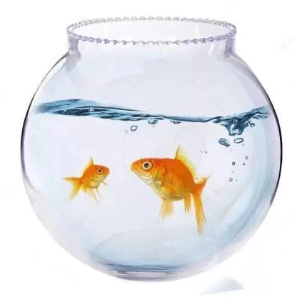 8 INCH Bowl and 2 no's Gold fishes (2 inch )