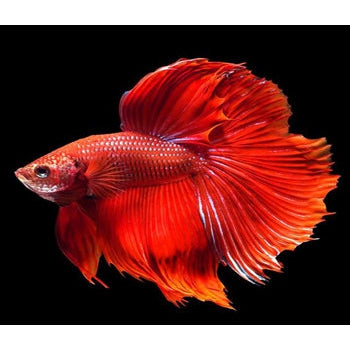 FULL MOON RED BETTA