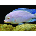 ALBINO DOLPHIN CICHLID