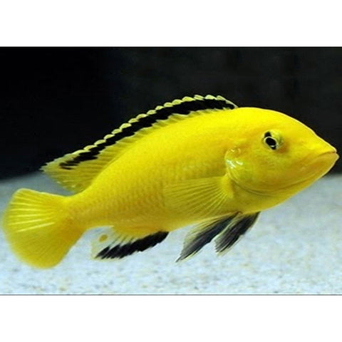 BANANA CICHLID