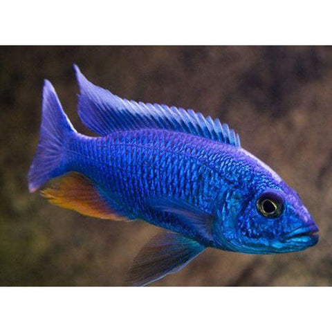 ELECTRIC BLUE CICHLID