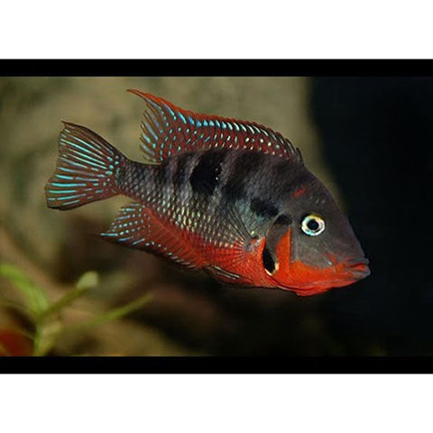 FIREMOUTH CICHLID