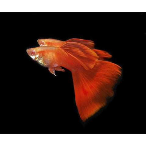 GOLDEN RED GUPPY