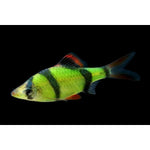 GREEN TIGER BARB