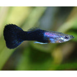 HALF BLACK GUPPY