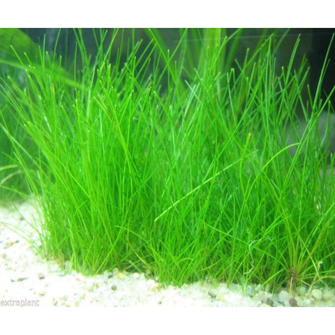 Hair Grass Eleocharis Parvula Draf