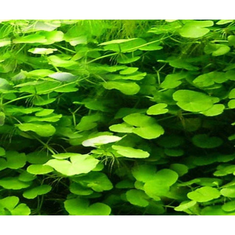 Hydrocotyle Leucocephala