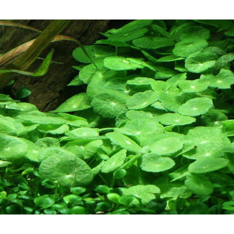 Hydrocotyle Verticillata