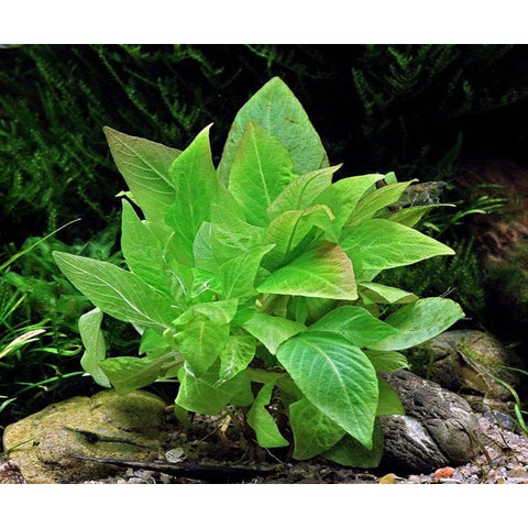 Hygrophila Corymbosa Compact