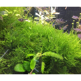 Java Moss