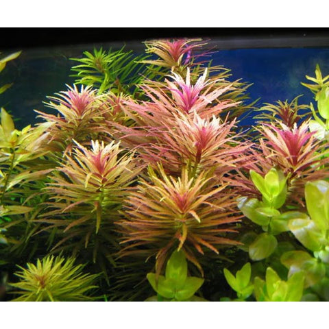 Limnophila Aromatica Purple