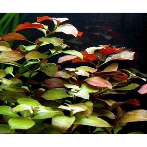 Ludwigia Repens