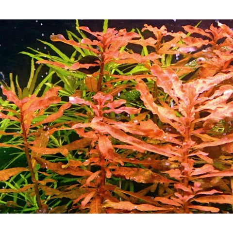 Ludwigia inclinata Aq