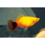 MICKYMOUSE PLATY