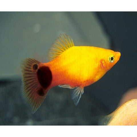 MICKYMOUSE PLATY