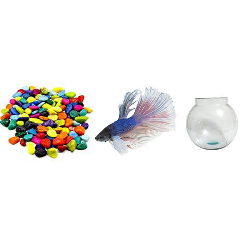 Betta Combo