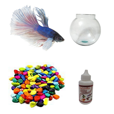 Betta Fish Combo With Medicine