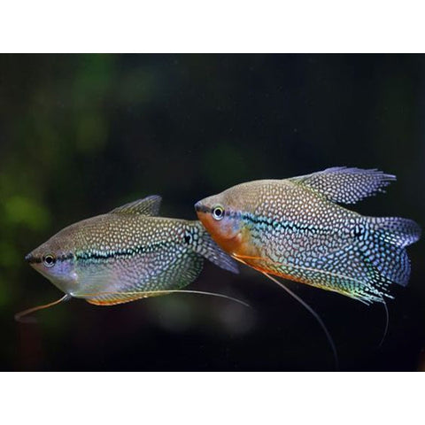 PEARL GOURAMI