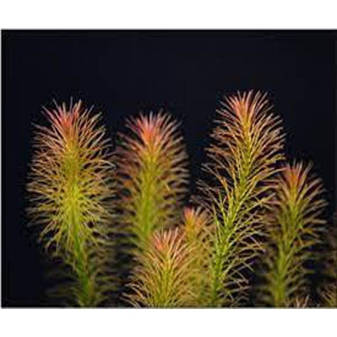 Rotala Wilichi Red