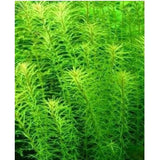 Rotala willichi Green