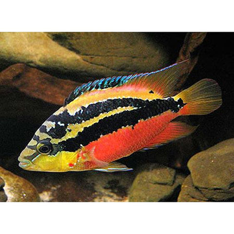 SALVANI CICHLID